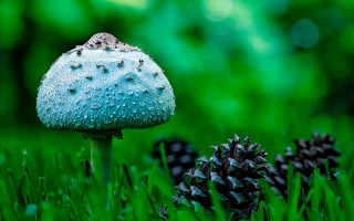Blue mushroom green field pine - a lush green field of grass next free wallpaper