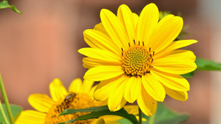 Yellow flower bee macro shallow - derek chittock free wallpaper