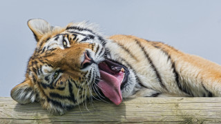 Tiger fence open mouth tongue - tongue free wallpaper for desktop
