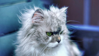 Fluffy cat green eyes blue - a fluffy cat free wallpaper