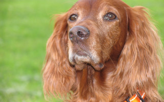 Dog collar portrait blurry background - a collar free wallpaper