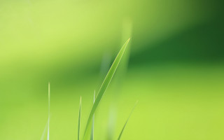 Green grass macro minimalism bird - a green grass free wallpaper