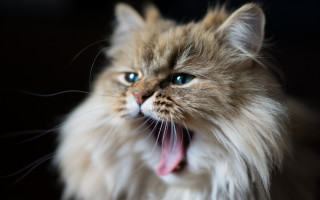 Cat open mouth tongue blue - its mouth open free wallpaper