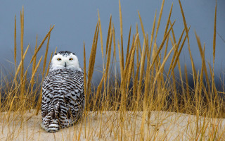 Snowy owl sitting dune blue - sandy free wallpaper for desktop