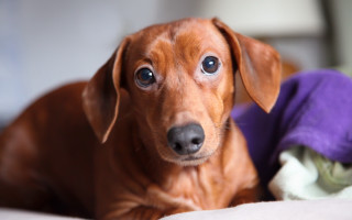 Brown dog bed purple blanket - dof free wallpaper