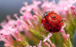 Ladybug pinkflower waterdroplets macroart blurry - a lady bug free wallpaper