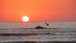 Bird sunset ocean mountain water - elaine duillo free wallpaper