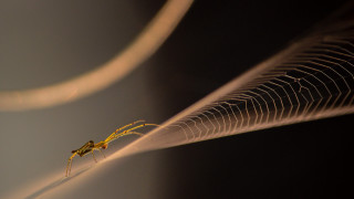 Yellow insect wire tail arabesque - a long tail free wallpaper for desktop