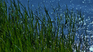 Grassy water bubbles blue sky - white dot free wallpaper
