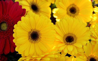 Yellow red flower vase water - elizabeth durack free wallpaper