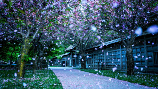 Walkway trees flowers rain building - particle free wallpaper