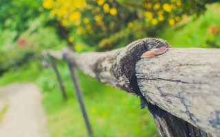 Wooden fence tree path christmas - deep depth of field free wallpaper