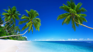 Beach palm tree blue sky 22 - a blue ocean free wallpaper