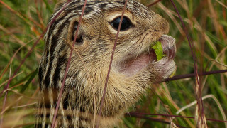 Small animal eating leaf bamboo - chippy free wallpaper for desktop