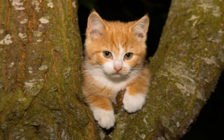 Small kitten in tree sad - a small kitten free wallpaper