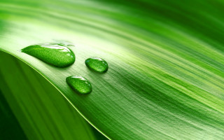 Three drops water green leaf 2 - free rain wallpaper