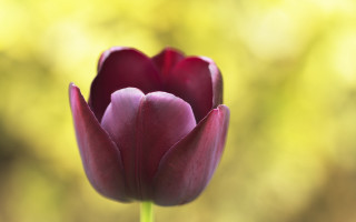 Purple tulip macro single stem - single free wallpaper