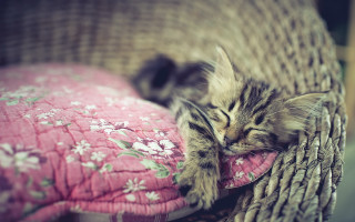 Kitten pinkpillow flowerpillow spring blur - pillow free wallpaper for desktop
