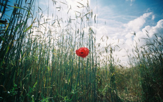 Red poppy field blue sky - derek jarman free wallpaper