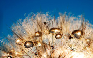 Dandelion seeds blowing blue sky - a dandelion free wallpaper