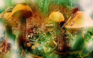 Mushrooms grass blurry leaves fire - blender and photoshop free wallpaper