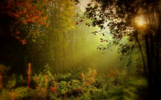 Forest autumn leaves sunbeam matte - magic realism free wallpaper