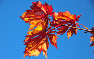Autumn leaves blue sky puzzle - a branch free wallpaper
