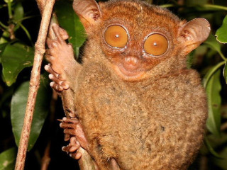 Small brown animal big eyes 3 - foot free wallpaper