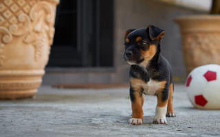 Small dog soccer ball building - a door free wallpaper