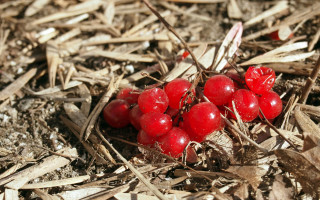 Cherries forest ground ecological art - berry free wallpaper for desktop