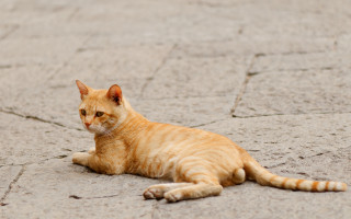 Cat sad look distance neoplasticism - neoplasticism free wallpaper