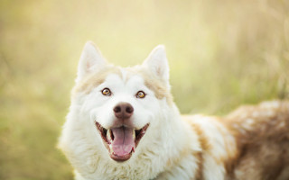 Dog smiling shiba inu field - a big smile free wallpaper