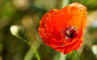 Flower bokeh macro sunset blurry - single free wallpaper