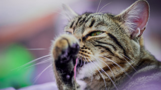 Cat paw open mouth green - mouth wide free wallpaper