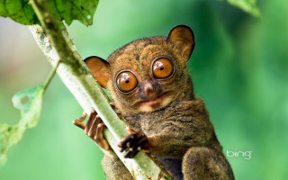 Small animal big eyes branch - big eye free wallpaper