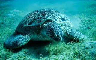 Turtle underwater glowing bubble coral - a turtle free wallpaper