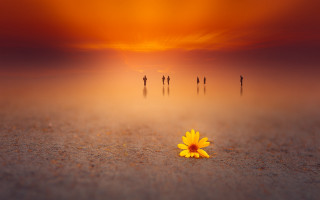 Yellow sunflower beach sunset group - a sunset background free wallpaper