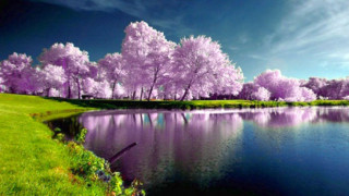 Lake trees bloom blue sky - bloom free wallpaper