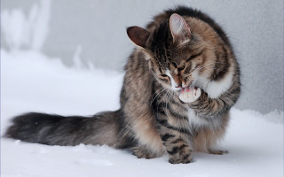Cat playing snow tongue gray - a gray wall behind free wallpaper
