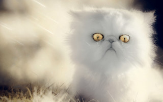 White cat yellow eyes snow - ultra realistic digital art free wallpaper
