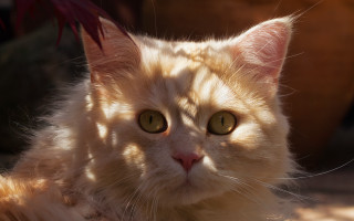 Cat green eyes laying plant - a plant in the background free wallpaper