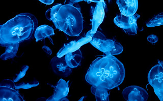 Jellyfish bioluminescence blue holography dark - cerith wyn evans free wallpaper
