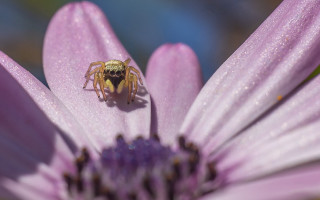 Spider flower water droplets blue - a spider free wallpaper for desktop