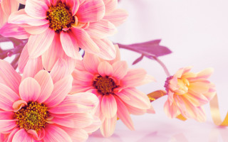 Pink flowers yellow centers ribbon - a yellow ribbon free wallpaper
