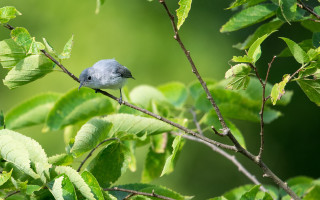 Blue bird branch green leaves 4 - new objectivity free wallpaper