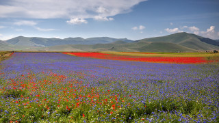 Flower field mountains sky clouds - white cloud free wallpaper for desktop