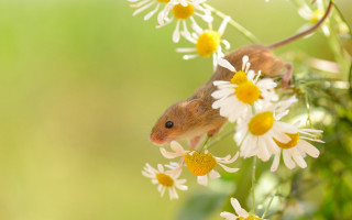 Daisy mouse flower field macro - a mouse free wallpaper
