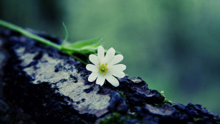 Small white flower tree trunk - free nature wallpaper for desktop