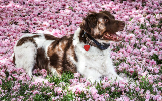 Dog pink flower field impressionist - american impressionism free wallpaper for desktop