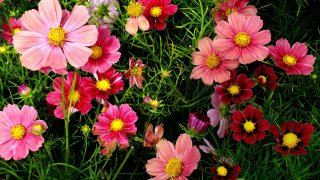 Pink red flower field bouquet - yellow center free wallpaper